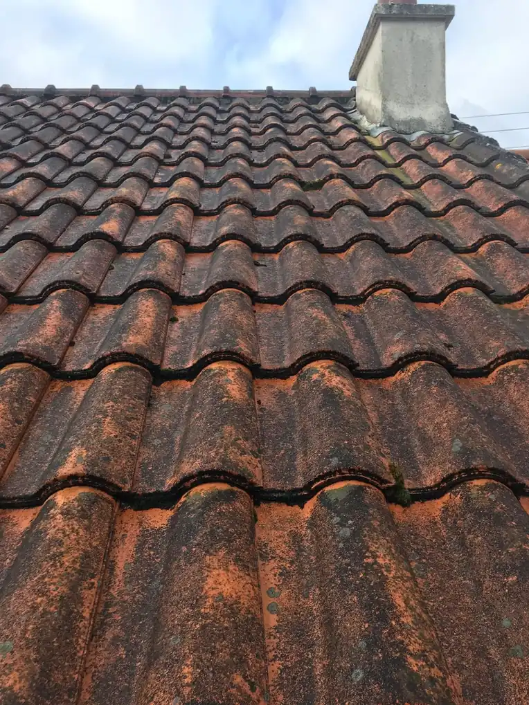 Versant ancien assombri par la mousse et les lichens